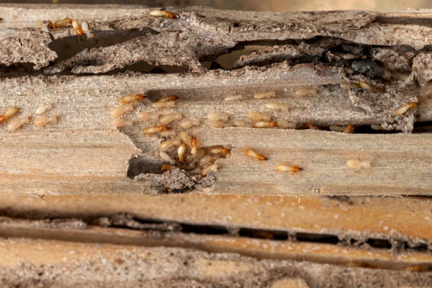 Best Mosquito Control Services  in Accokeek, MD