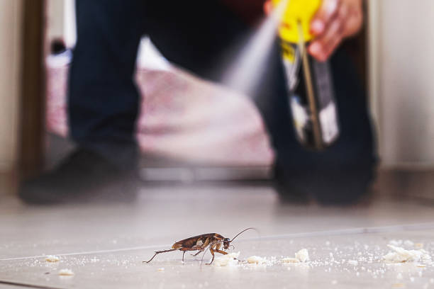 Best Local Pest Control Services  in Accokeek, MD